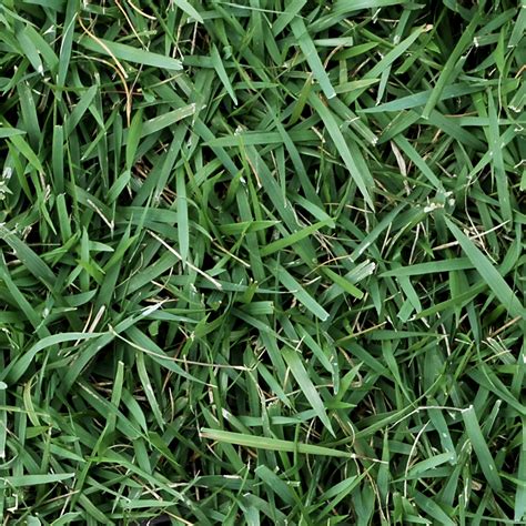 Shade Tolerant Lawn Grass | Home and Garden Reference