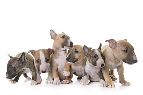 Miniature Bull Terrier Puppies For Sale