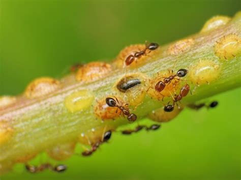 Premium Photo | Close-up of small red ants farming the aphids colony