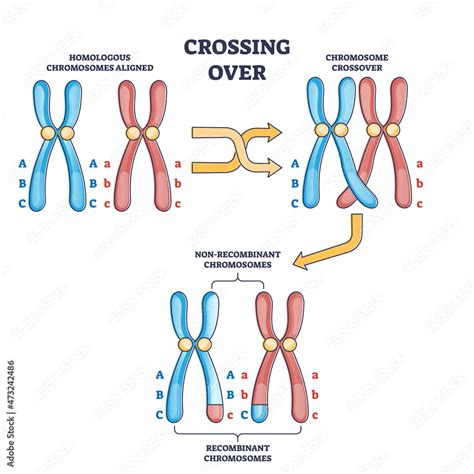 Fototapeta Crossing over chromosomes and homologous division process outline diagram. Labeled ...