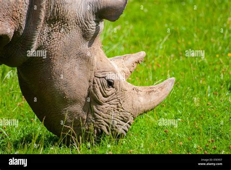 Black Rhino close up of his head whilst low to the ground feeding on ...