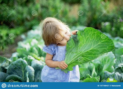 Baby Sitting in Cabbage Plant. Cute Little Girl on Cabbage Field Stock ...