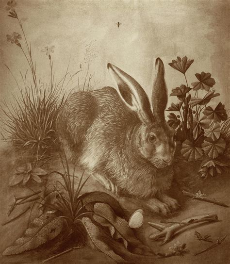 Hare, c. 1502 Painting by Albrecht Durer - Fine Art America