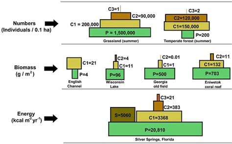Ecological Pyramid - Definition, Types and Examples | Biology Dictionary
