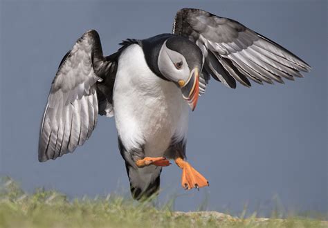 Atlantic Puffin in Newfoundland | Wildlife photography, Wildlife, Photography workshops