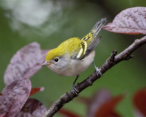 Chestnut Sided Warbler Female Photograph by Lara Ellis - Fine Art America