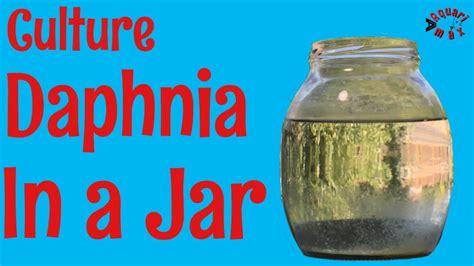 How to Culture Daphnia in a Jar - YouTube