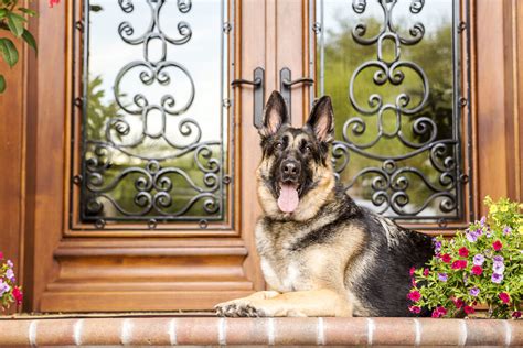 Security doors vs guard dogs - Davcon Security Screens