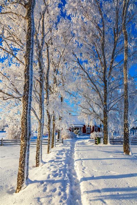 Path in a Wintry Landscape To a Cottage Stock Image - Image of tree ...