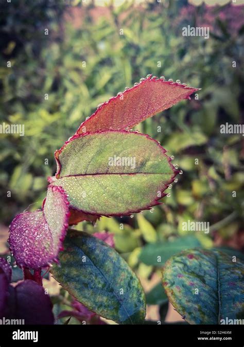 Water droplets on the leaves Stock Photo - Alamy