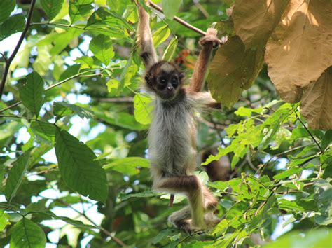 Spider Monkeys Habitat