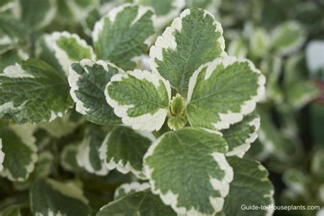 Swedish Ivy Plant Care - Plectranthus species