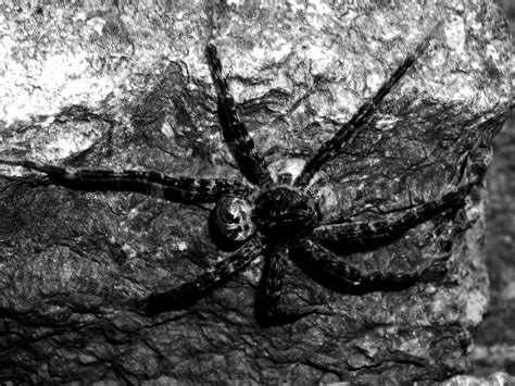 Cave Spider by Mark Hoffberg / 500px | Spider, Big spiders, Cave