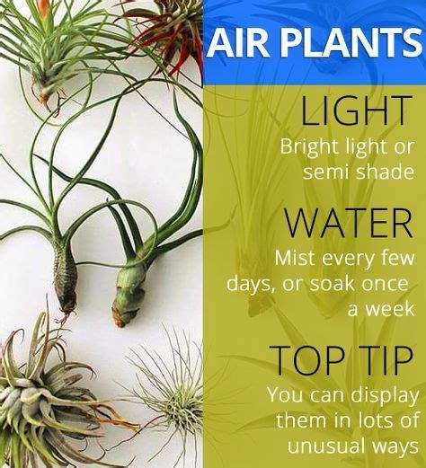 Air Plant Fertilization: Tips for Fertilizing Tillandsia in 2020 | Air plants, Plants, Air ...