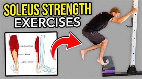 Soleus Muscle, Strength Workout, Muscle Fitness, Strengthen, Life ...