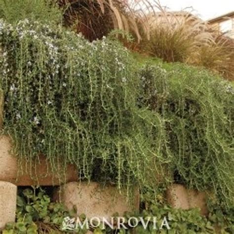 Creeping Rosemary | Star Nursery Garden and Rock Centers