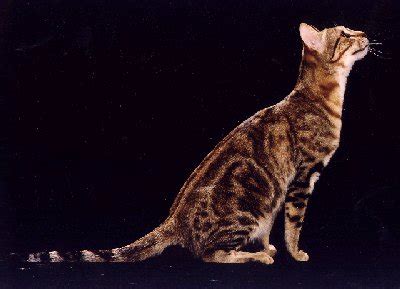 The Sokoke: Cat Breed FAQ – Cat Fanciers