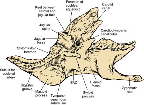 Otology and Neurotology | Ento Key