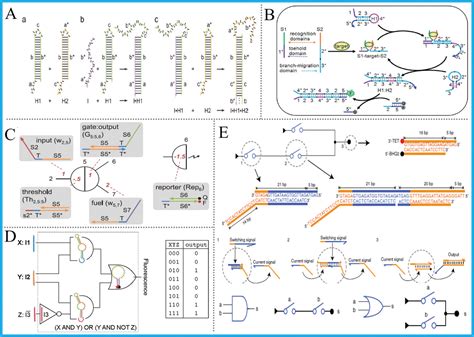 Propelling DNA Computing with Materials’ Power: Recent Advancements in Innovative DNA Logic ...