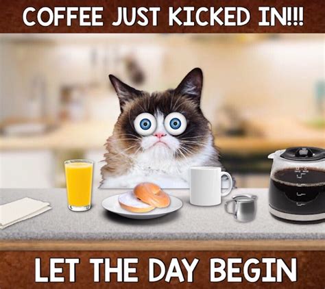 The Coffee Just Kicked In! Let The Day Begin! ☕️☕️☕️ Silly Cats, Cute Cats, Funny Cats, Cat ...