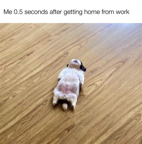 Dog-tired : r/memes