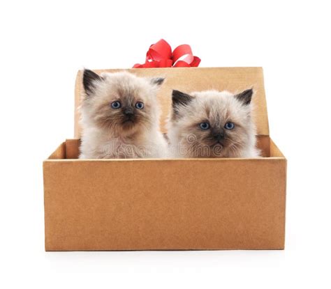 Two kittens in gift box stock photo. Image of present - 14843370