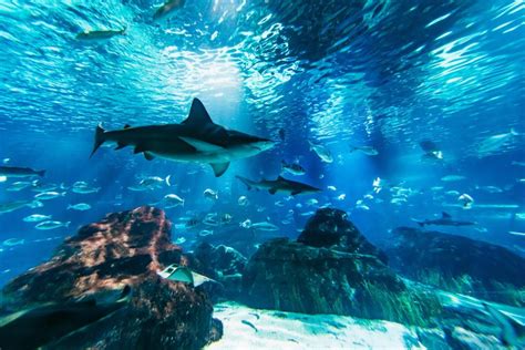 Barcelona Aquarium: Skip-the-Line Admission Ticket | GetYourGuide