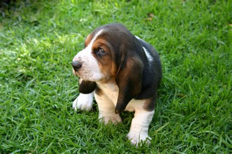 Basset Hound Puppy Free Photo Download | FreeImages