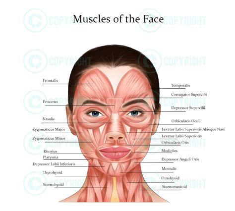 Facial Anatomy Bundle Botox & Filler Injector Anatomy Esthetician Aesthetics Dermatology Medspa ...