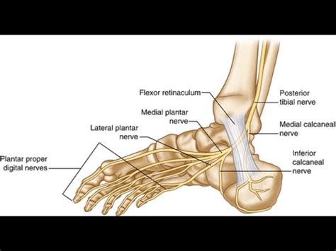 Two Minutes of Anatomy: Posterior Tibial Nerve - YouTube