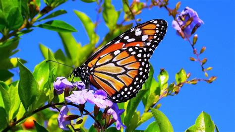 Butterfly And Flower Wallpapers - Wallpaper Cave