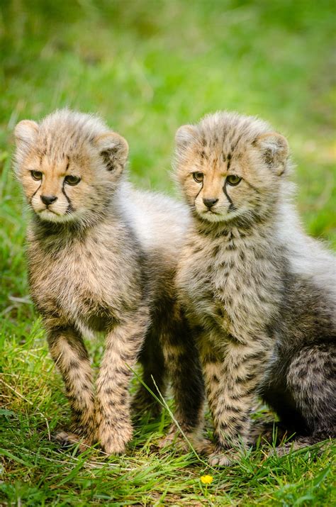 Free photo: Cheetah Cubs - Animal, Cheetah, Cub - Free Download - Jooinn