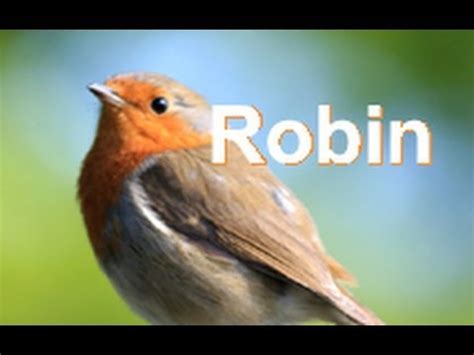 Robin song bird * Erithacus Rubecula * call ♪♫ singing ~ Birds Wildlife UK - YouTube