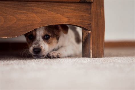 How to Prevent Dog From Hiding Under Bed | ThriftyFun