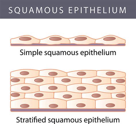 Simple Squamous Epithelium Illustrations, Royalty-Free Vector Graphics & Clip Art - iStock