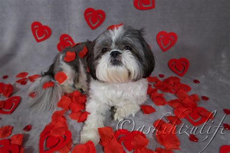 Valentine's Day Photoshoot. - A Shih Tzu Life