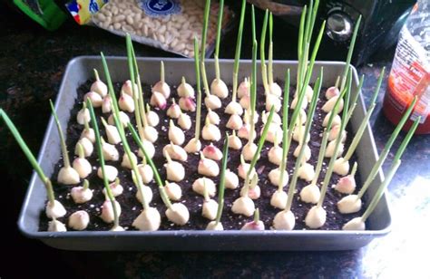 Grow Garlic Containers | Ann Inspired