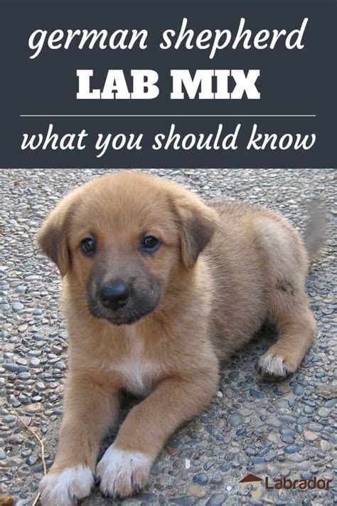 Everything You Need To Know About German Shepherd Lab Mix Dogs ...