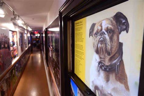 PHOTOS of Handsome Dan, Yale's Bulldog Mascot