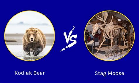 Epic Battles: Kodiak Bear vs. A Massive Stag Moose - A-Z Animals