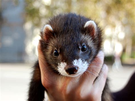 Black sable ferret portrait Free Photo Download | FreeImages