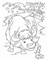 Yak Coloring Release Consider Giving Try May Sketch Page sketch template