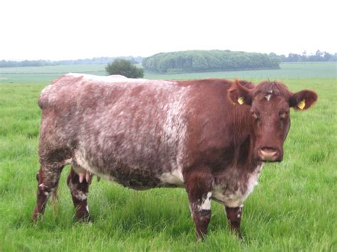 Shorthorn | Cattle for sale, Cattle, Show cattle