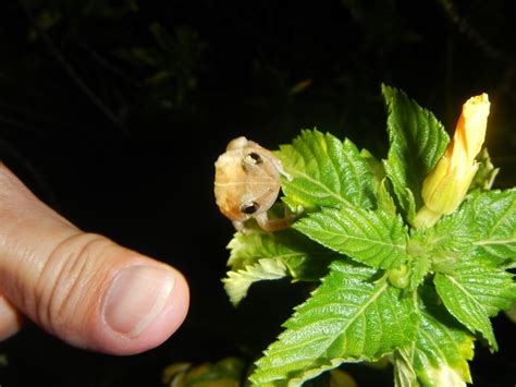 mostly harmless ...: "The Coqui Frog" or "the only senseful nightlife ...