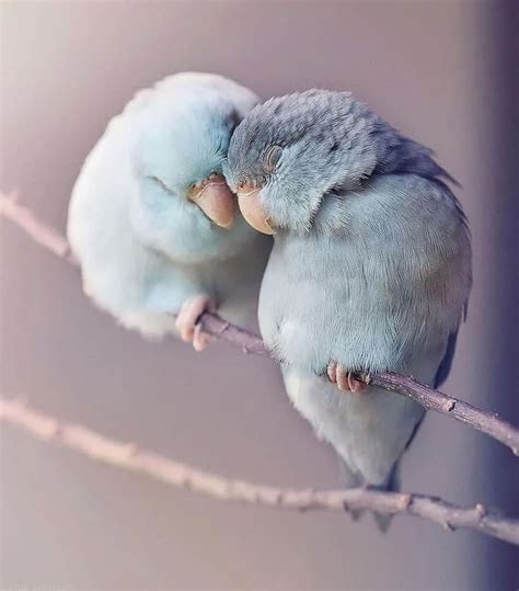 Who else thinks these parrotlets are adorable? - 9GAG