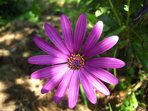 Catherine South: South African Summer Flowers