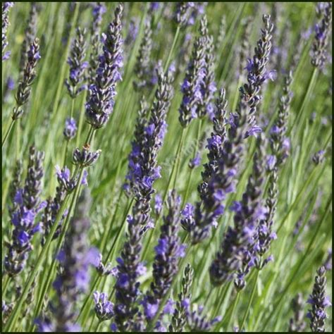 Lavender, Vera - Lavandula x intermedia - Buy plants from Norfolk Herbs