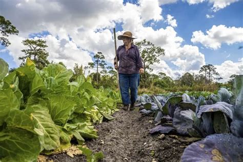 The Best Compost For Your Vegetable Garden? We Got You | Will It Compost