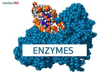 Ứng dụng của Enzyme trong thức ăn chăn nuôi – Công Ty TNHH Điện Tự Động ...