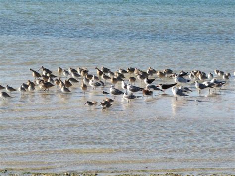 What's Wrong With Feeding the Gulls At the Beach? Actually, A Whole Lot... | Clearwater, FL Patch